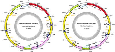 Comparative Analysis of the Complete Mitochondrial Genomes for Development Application